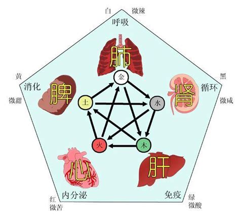 五行功效|五行養五臟！中醫師教你「五豆」防病養生，乾隆也是。